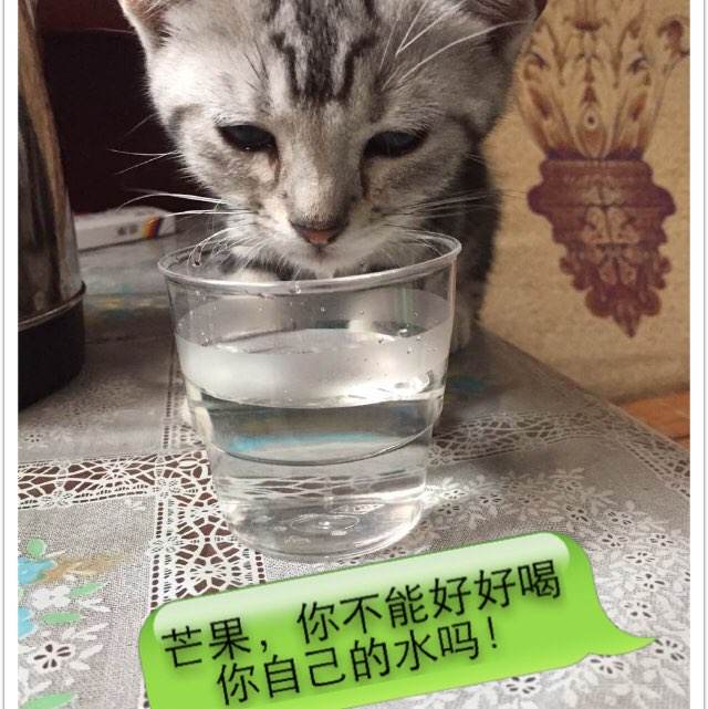 北卡罗莱那中部大学成绩单电子图